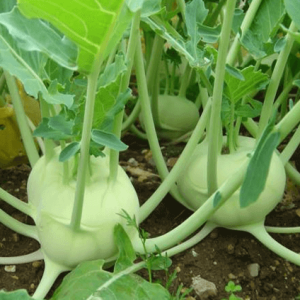 Hạt giống su hào lai F1